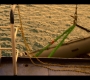 OuterBanks210_1056.jpg
