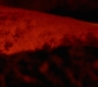 HOTN10_1484.jpg