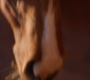 HOTN2_0079.jpg